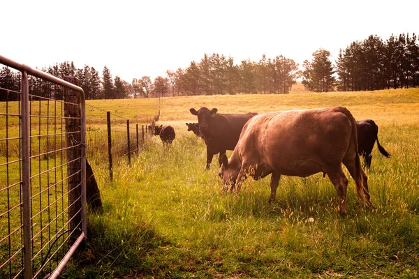 Rinder auf dem Feld — Stockfoto