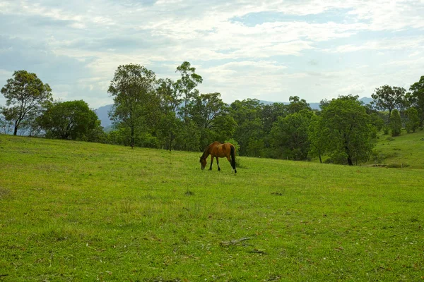 Berglandschap met een paard, Megalong Valley, Blue Mountains — Stockfoto