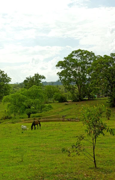 Hegyi táj, a lovak, Megalong Valley, Blue Mountains, — Stock Fotó