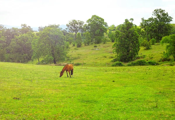 Landschap met paarden, Megalong Valley, Blue Mountains, Internat — Stockfoto