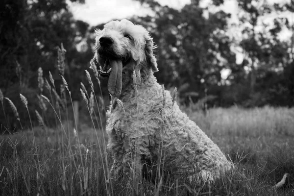 Cão feliz sorrindo no prado — Fotografia de Stock