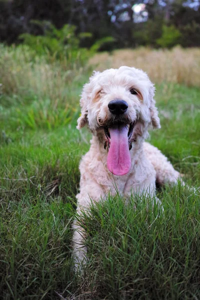 Счастливая собака улыбается на лугу — стоковое фото