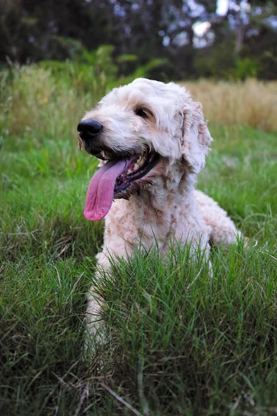 Gelukkige hond glimlachend op de weide — Stockfoto