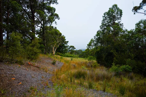 Australische weiland met hoog gras — Stockfoto