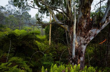 Avustralya Bush Dense ormandaki okaliptüs ağaçları