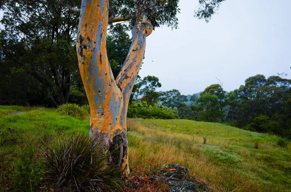 Albero di eucalipto sul prato australiano — Foto Stock