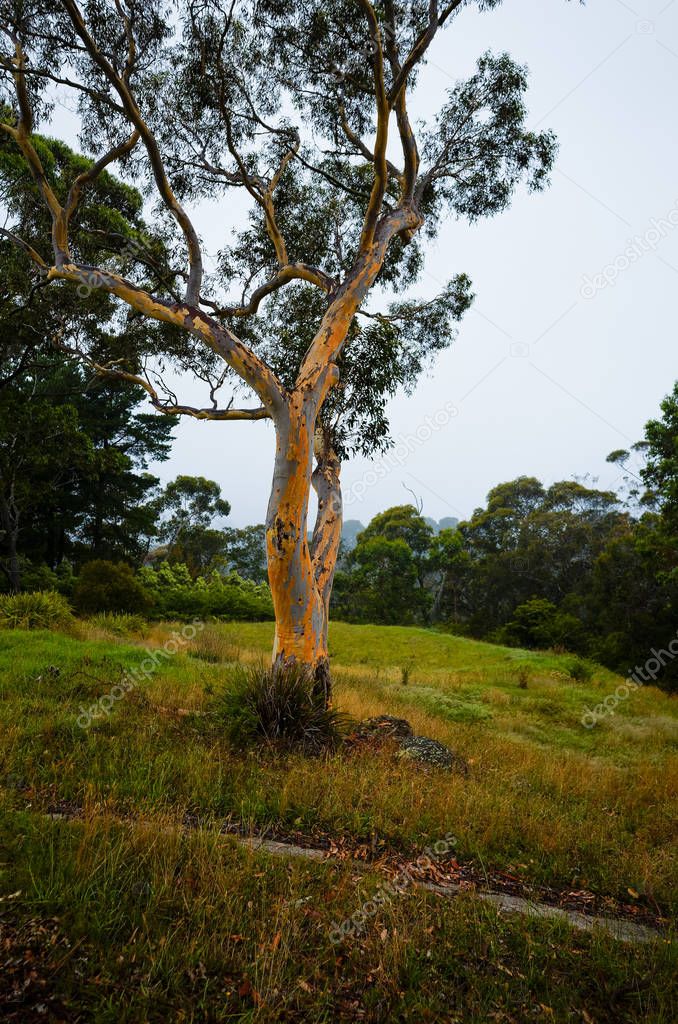 Eucalyptus tree on Australian meadow