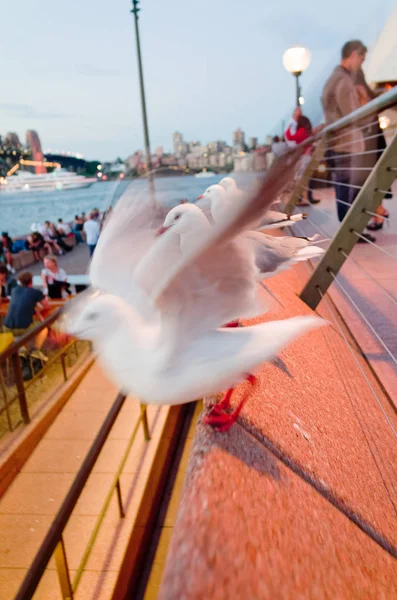 Mouettes devant l'Opéra de Sydney au crépuscule — Photo