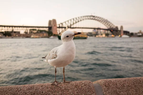 夕暮れ時にシドニー港のカモメ — ストック写真