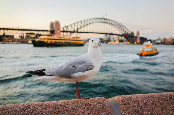 Alacakaranlıkta Sydney Harbour, martılar