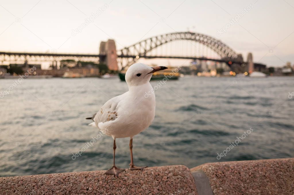 Seagulls at Sydney Harbour at dusk
