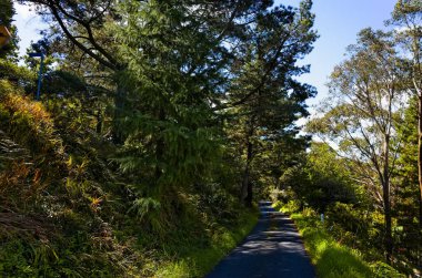Uzun boylu ağaçlar ve otlar ile küçük kırsal Caddesi