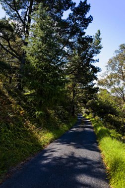 Uzun boylu ağaçlar ve otlar ile küçük kırsal Caddesi