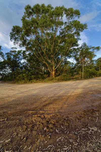 Country road with mud tracks in eucalyptus mountain forest, Blue Stock Picture