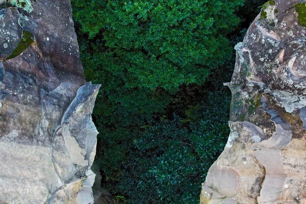 Arbres verts dans le canyon entre deux rochers accidentés — Photo