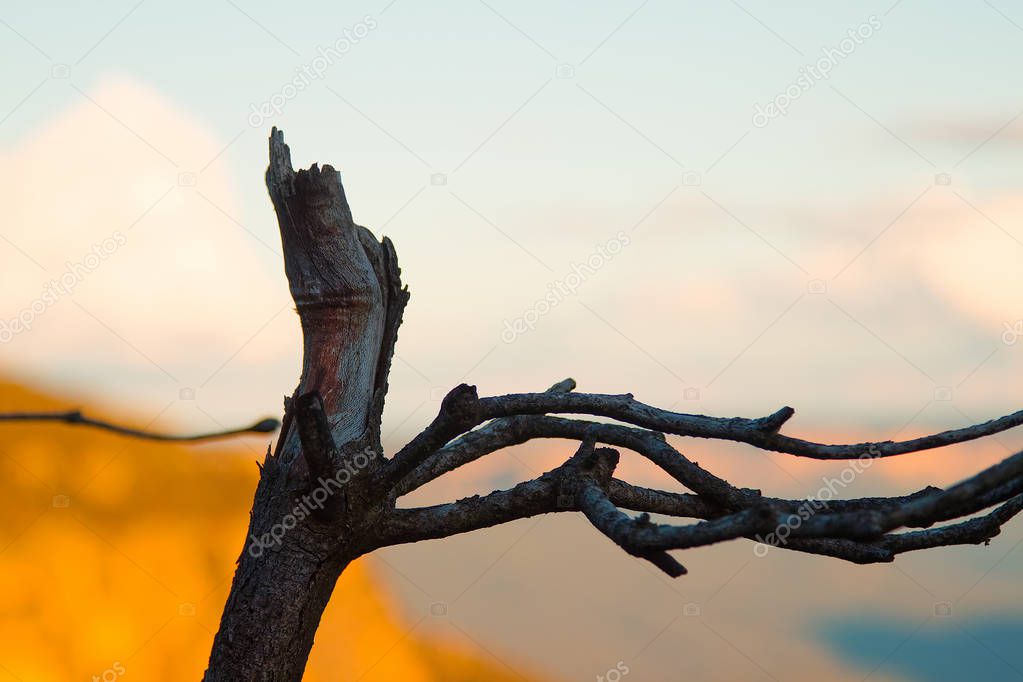 Dead tree with branches against sky and mountains