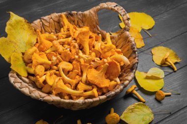 Hasır sepet içinde yabani Cantharellus cibarius mantar