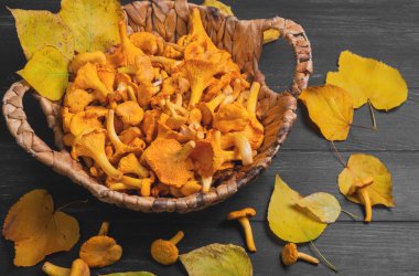 Hasır sepet içinde yabani Cantharellus cibarius mantar