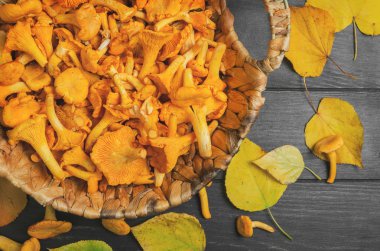 Hasır sepet içinde yabani Cantharellus cibarius mantar