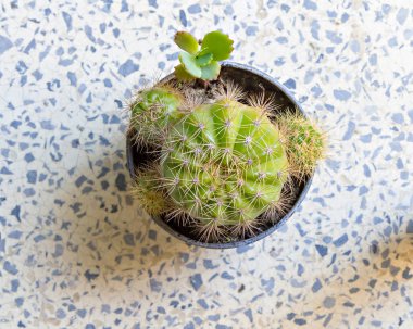 Terrazzo kat küçük saksı kaktüs