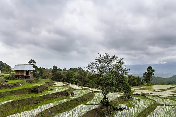 Rizs csemete a terasz rizsföldek, Chiang Mai, Thaiföld — Stock Fotó