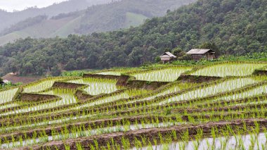 Pirinç fide Teras pirinç tarlaları Chiang Mai, Tayland tarihinde