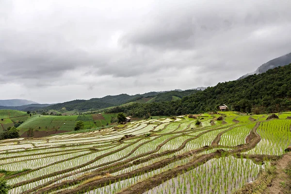 Mudas de arroz em campos de arroz terraço em Chiang mai, Tailândia — Fotografia de Stock