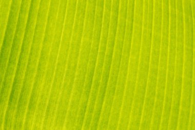 Güneş muz yaprak parlıyor