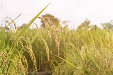Çeltik pirinç tohumu yakın çekim