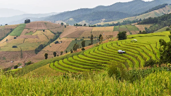 Rizs csemete a terasz rizsföldek, Chiang Mai, Thaiföld — Stock Fotó