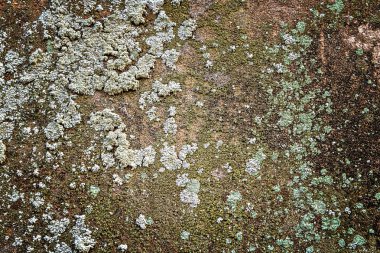 Leke liken ve kalıp beton duvarla sert ve kirli