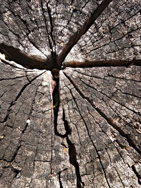 Texture of old annual ring, growth rings