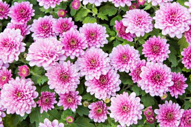 Mor çiçekleri kapatın.