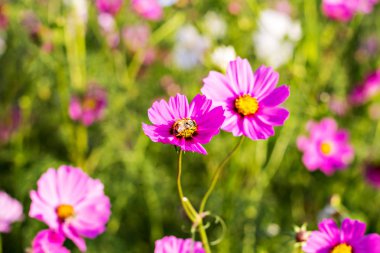 Bahçede çiçek açan kozmos çiçekleri