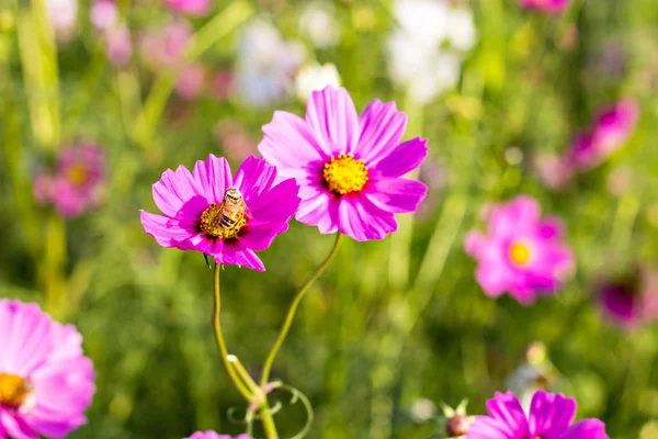 Bahçede çiçek açan kozmos çiçekleri