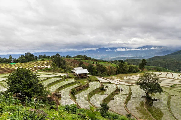 Rizs csemete a terasz rizsföldek, Chiang Mai, Thaiföld — Stock Fotó