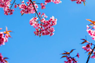 Tay sakura veya kiraz çiçeği Chiang Mai, Tayland