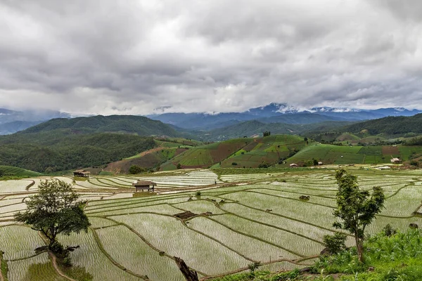 A terasz a rizsföldek, felhős nap rizs csemete — Stock Fotó
