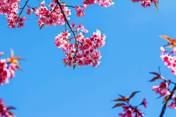 Tay sakura veya kiraz çiçeği Chiang Mai, Tayland
