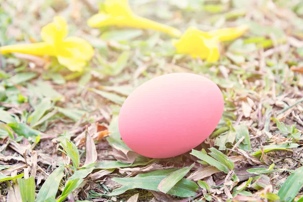 Pink easter eggs on Fresh Green Grass, Vintage style — Stock Photo, Image