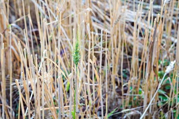 Buğday kulak alanındaki Close-up — Stok fotoğraf