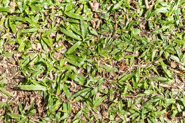 Gebied van gras textuur als achtergrond, bovenaanzicht — Stockfoto