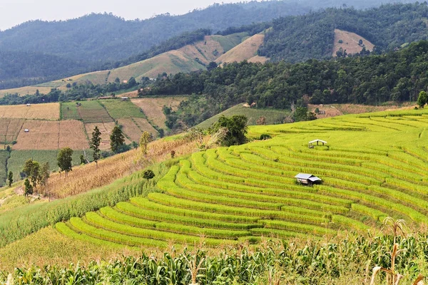 A terasz rizsföldek rizs csemete — Stock Fotó