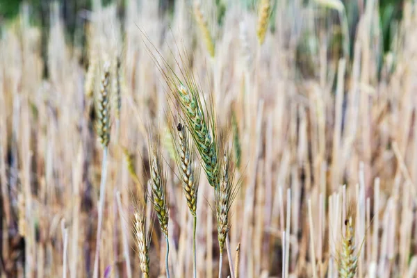 Groene gerst op een veld — Stockfoto