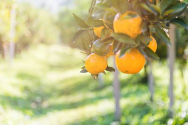 Olgun ve taze portakal dalda, turuncu meyve bahçesi asılı