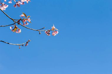 Güzel kiraz çiçeği veya sakura güzel mavi gökyüzü ile