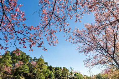 Güzel kiraz çiçeği veya sakura güzel mavi gökyüzü ile