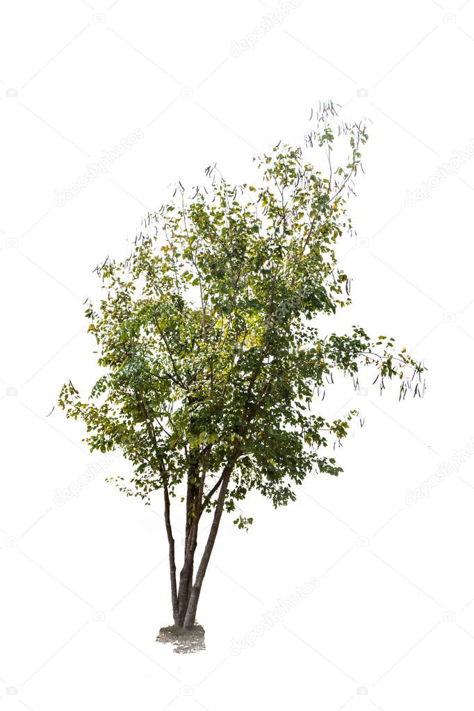 Tree isolated on white background