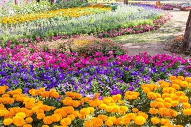 Bahçedeki renkli çiçek.