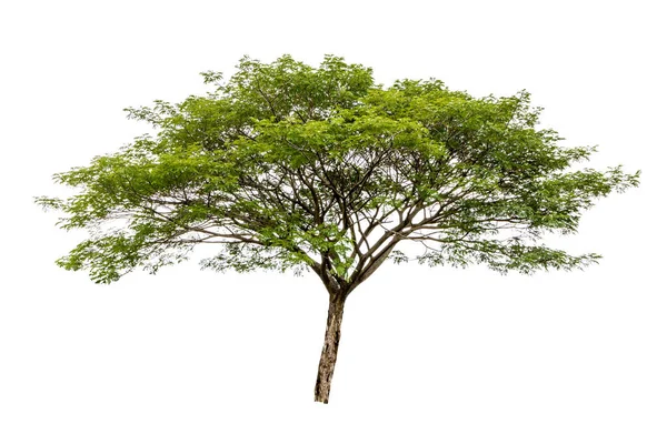 Großer Baum Isoliert Auf Weißem Hintergrund — Stockfoto